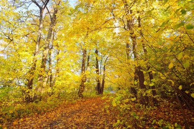 Ormandaki patika (kırsal yol, sokak). Renkli yeşil, sarı, turuncu, altın yapraklı yaprak döken ağaçlar. Dalların arasından güneş ışınları. Doğal tünel. Sonbahar, mevsimler, çevre