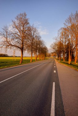 Gün batımında tarımsal kırsal alanlarda boş bir otoyol. Uzun yaprak döken ağaçlardan oluşan bir ara sokak. - Letonya. Bahar manzarası. Yeni asfalt yol. Hız, özgürlük, sürüş kavramları