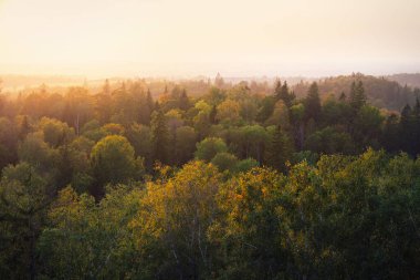 Gün batımında ormandaki renkli altın, yeşil ve sarı ağaçların manzaralı panoramik manzarası. Açık gökyüzü, sıcak güneş ışığı. Sonbaharın başında. Mevsimler, seyahat yerleri, ekoloji, saf doğa.