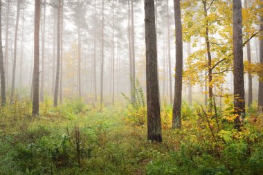 Güneş doğarken sisli, yemyeşil ormanın atmosferik manzarası. Antik çam ağaçları, genç altın akçaağaç yakından. Ekoloji, mevsimler, sonbahar, eko-turizm, Avrupa 'da çevre koruma