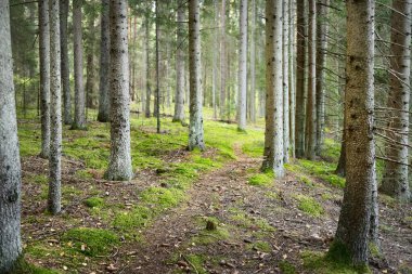 Sonsuz yeşil ormanın içinden geçen yol. Antik çam ve yaprak döken ağaçlar, yosun, eğrelti otu, bitkiler. Ilık güneş ışığı. Doğal dokular. Karanlık atmosferik manzara. Saf doğa, çevre, ekoloji, eko turizm