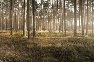 Günbatımında Evergreen Ormanı. Muazzam çam ağaçlarından oluşan bir duvar. Saf altın akşam güneşi, sis. Idyllic manzara. Avrupa 'da sonbaharın başlarında. Ekoloji, çevre koruma, doğa