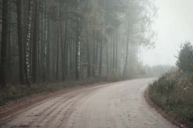 Güneşin doğuşunda sisli bir havada ebediyete kadar uzanan kırsal yol (patika). Antik çam ağaçları, yeşil ve altın bitkiler, yakın plan. Ekoloji, sonbahar, eko-turizm, çevre koruma, doğa