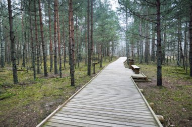 Sabahları sisli bir havada çam ağacı ormanında (sulak alan) modern ahşap patika. Yakından çek. Letonya 'da ilkbahar başı. Idyllic kırsal kesim. İskandinav yürüyüşü, dinlenme, eko turizm, çevre