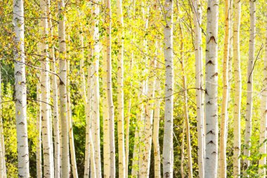 Açık ve güneşli bir günde altın huş ağacının resim gibi manzarası. Letonya, Avrupa 'da sonbaharın başlarında. Saf doğa, çevre koruma, eko turizm. Ağaç gövdeleri, doğal yaprak dokusu
