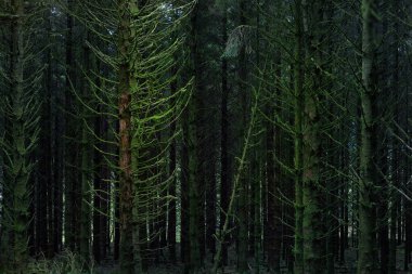 Karanlık orman sahnesi. Eski yosunlu köknar ağaçları ve eğreltiotu yaprakları yakın plan, arka planda ağaç gövdeleri. Ardrishaig, Loch Fyne, Crinan Kanalı, Argyll ve Bute, İskoçya, İngiltere