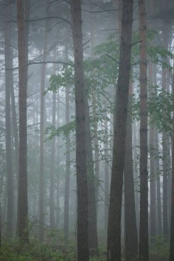 Antik çam ağaçları sabah sisinde. - Letonya. Atmosferik manzara. Çevre, çevre, yalnızlık, karanlık, kuzey ormanları