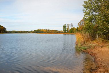 Ormanın panoramik manzarası ve mavi bir nehir. Açık gökyüzü, saf sıcak güneş ışığı. Renkli yeşil ve altın ağaçlar. Letonya, Avrupa 'da sonbahar. Idyllic kırsal kesim. Doğa, ekoloji, çevre