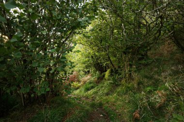 İskoç yağmur ormanlarının nefes kesici manzarası. Antik ağaçlar, yosun ve eğreltiotu yakın plan. Saf sabah güneşi. Crinan Kanalı, Argyll ve Bute, İskoçya, İngiltere