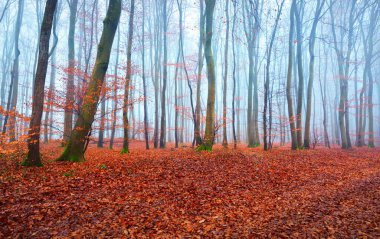 Kayın ormanındaki patikanın panoramik görüntüsü. Yoğun sis, gizemli mavi ışık. Kırmızı ve turuncu yapraklar. Lorraine, Fransa. Karanlık atmosferik sonbahar manzarası. Ekoloji, çevre, doğa, mevsimler
