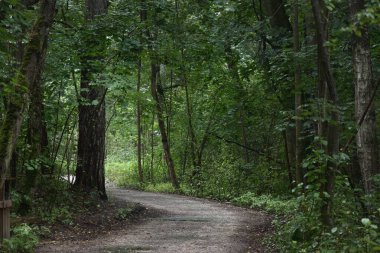 Gizemli yaprak döken ormanda keskin bir dönüş yapan kırsal bir yol. Eski yosunlu ağaç gövdeleri yakın planda, ağaç siluetleri arka planda. Karanlık manzara. Çevre turizmi, İskandinav yürüyüşü, eğlence