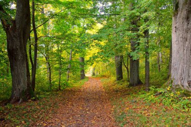 Şehir parkında bir kırsal yol (ara yol, patika). Renkli yeşil ve altın yapraklı kudretli ağaçlara yakın çekim. Sonbahar. Letonya, Avrupa. Seyahat yeri, eko-turizm, eğlence, yürüyüş, bisiklet, doğa