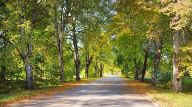 Altın, turuncu, kırmızı ve sarı yapraklı çam ağaçları arasında boş bir bisiklet asfalt yolu (alley). Yumuşak sabah ışığı, gölgeler. Sigulda, Letonya. Çevre turizmi, bisiklet