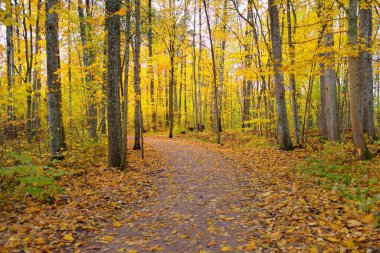 Ormandaki patika (kırsal yol, sokak). Renkli yeşil, sarı, turuncu, altın yapraklı yaprak döken ağaçlar. Doğal tünel. Sonbahar, mevsimler, çevre. Gauja Ulusal Parkı, Sigulda, Letonya