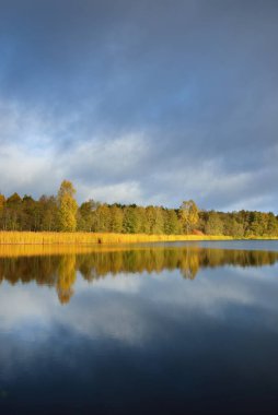 Gün doğumunda dramatik gökyüzü altında orman gölünün panoramik manzarası. Süslü renkli kümülüs bulutları durgun suda simetri yansıması. Altın huş ağaçları yakın plan. Idyllic sonbahar manzarası. Avrupa