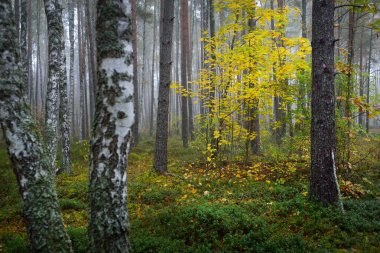 Güneş doğarken sisli, yemyeşil ormanın karanlık atmosferik manzarası. Antik çam ağaçları, altın akçaağaç ve huş ağacı. Ekoloji, sonbahar, eko-turizm, Avrupa 'da çevre koruma
