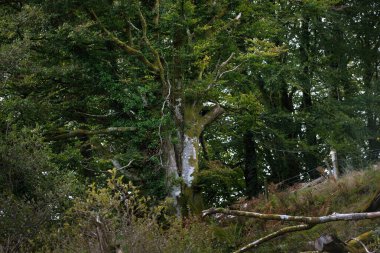 Yeşil İskoç yağmur ormanlarının arasında eski bir yosun ağacı. Ardrishaig, Crinan Kanalı, İskoçya, İngiltere