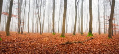 Gizemli kayın ormanlarının panoramik manzarası, ağaçlar yakın plan. Yoğun beyaz sabah sisi. Kırmızı ve turuncu yapraklar. Lorraine, Fransa. Karanlık atmosferik sonbahar manzarası. Ekoloji, çevre, doğa, mevsimler