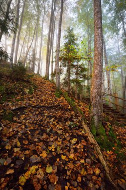 Gün doğumunda sisli bir havada orman tepelerinin atmosferik manzarası. Altın ışık, güneş ışınları. Yeşil ağaçlar, renkli yapraklar, yosun, eğrelti otu, bitkiler. Sigulda, Letonya. Ekoloji, mevsimler, sonbahar, eko turizm