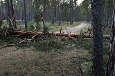 Tek şeritli kırsal yol (patika) devrilmiş çam ağacı tarafından kapatıldı. Fırtına, fırtına, kasırga gibi. Sonbaharın başında. Letonya, Avrupa. Çevre, ekolojik sorunlar, iklim değişikliği, ekoloji, tehlike