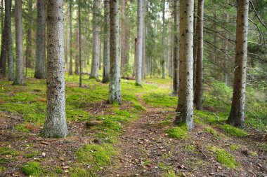 Sonsuz yeşil ormanın içinden geçen yol. Antik çam ve yaprak döken ağaçlar, yosun, eğrelti otu, bitkiler. Ilık güneş ışığı. Doğal dokular. Karanlık atmosferik manzara. Saf doğa, çevre, ekoloji, eko turizm