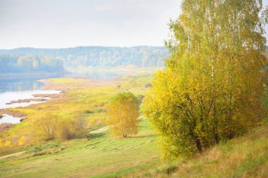 Daugava nehrinin renkli altın huş ağaçlarının ve kıvrımlarının panoramik hava manzarası. Sonbahar. Daugavas Loki doğa parkı, Latgale, Letonya. Ekoloji, eko-turizm, eğlence, seyahat yerleri, dönüm noktaları