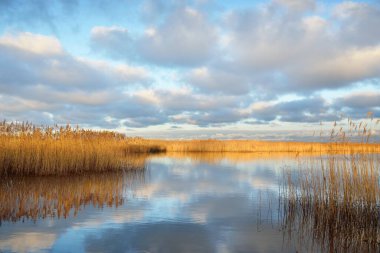 Kumlu bir sahilden Baltık Denizi manzarası. Açık günbatımı gökyüzü, parlayan bulutlar, yumuşak altın ışık. Sudaki yansımalar. Kumul bitkileri yakın plan. Hava, kış, iklim değişikliği, doğa. Idyllic manzara