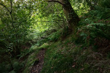 İskoç yağmur ormanlarının nefes kesici manzarası. Antik ağaçlar, yosun ve eğreltiotu yakın plan. Saf sabah güneşi. Crinan Kanalı, Argyll ve Bute, İskoçya, İngiltere