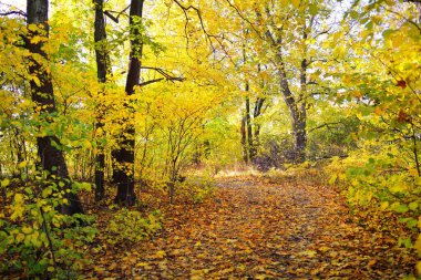 Ormandaki patika (kırsal yol, sokak). Renkli yeşil, sarı, turuncu, altın yapraklı yaprak döken ağaçlar. Dalların arasından güneş ışınları. Doğal tünel. Sonbahar, mevsimler, çevre