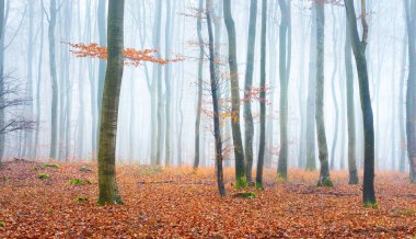Gizemli kayın ormanlarının panoramik manzarası, ağaçlar yakın plan. Yoğun beyaz sabah sisi. Kırmızı ve turuncu yapraklar. Lorraine, Fransa. Karanlık atmosferik sonbahar manzarası. Ekoloji, çevre, doğa, mevsimler