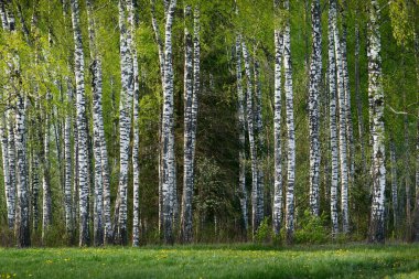 Arka planda huş ağaçları ve yeşil yaprak döken ağaçlar var. Çiçek açan sarı kır çiçekleri ormanı. Letonya 'da yaz. Ekoloji, çevre koruma, eko turizm, yeniden ağaçlandırma
