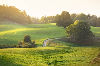 Gün batımında yeşil tepeler ve çayırların (tarımsal alanlar) resimli panoramik manzarası. Arka planda orman var. Idyllic kırsal kesim. Pastoral manzara. Yeni Zelanda. Turizm, doğa ekolojisi