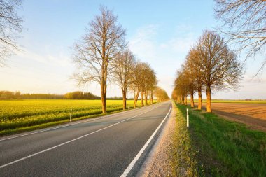 Gün batımında tarımsal kırsal alanlarda boş bir otoyol. Uzun yaprak döken ağaçlardan oluşan bir ara sokak. - Letonya. Bahar manzarası. Yeni asfalt yol. Hız, özgürlük, sürüş kavramları