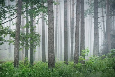 Antik çam ağaçları gün doğumunda gizemli bir beyaz sabah sisinde. Yalnız yeşil akçaağaç yakından. Idyllic sonbahar manzarası. Bataklık yemyeşil kuzey ormanı. Ekoloji, eko turizm, çevre