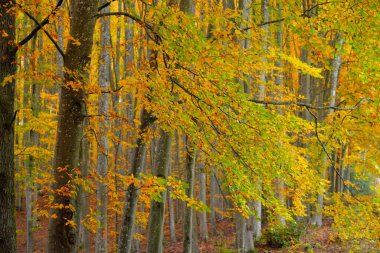 Altın kayın ağacı ormanının pitoresk manzarası. Güçlü ağaç gövdeleri, renkli sarı, kırmızı, turuncu yapraklar. Idyllic sonbahar manzarası. Mevsimler, sonbahar mevsimi, ekoloji, saf doğa, eko-turizm. Almanya