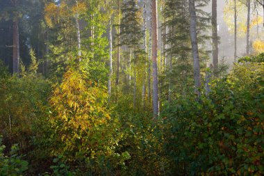 Güneşin doğuşunda sisli bir sabahta esrarengiz, esrarengiz ve yeşil ormanın manzarası. Ağaç gövdelerinde güneş ışınları. Renkli altın huş ağacı, çam ağacı, yakın plan köknar ağaçları. Atmosferik sonbahar manzarası