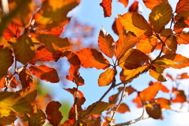 Güneşli bir günde açık mavi gökyüzüne karşı altın rengi kayın ağacı. Renkli kırmızı, turuncu ve sarı yaprakların yakın çekimi. Doğal desen, doku, arka plan. Sonbaharın başında. Mevsimler, iklim değişikliği, çevre