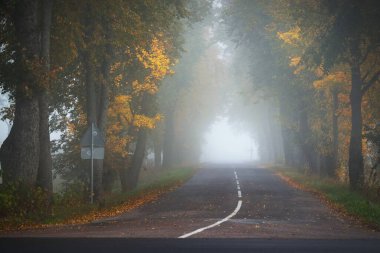 Rengarenk meşe, huş ağacı, akçaağaç ağaçları boyunca yeşil, turuncu, sarı, altın yapraklı eski asfalt köy yolu. Gizemli sabah sisi. Doğal tünel. Karanlık atmosferik sonbahar manzarası