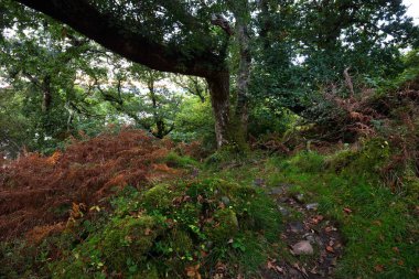 İskoç yağmur ormanlarının nefes kesici manzarası. Antik ağaçlar, yosun ve eğreltiotu yakın plan. Saf sabah güneşi. Crinan Kanalı, Argyll ve Bute, İskoçya, İngiltere