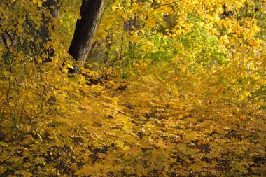 Parktaki patikadan manzaraya bak. Renkli sarı ve turuncu yapraklardan oluşan orman tabanı, muazzam altın yapraklı ağaçlar. Birch, akçaağaç, meşe. Ekoloji, eko-turizm, Avrupa 'da çevre koruma