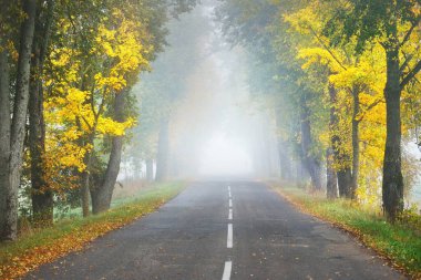 Renkli meşe, huş ağacı, yeşil, turuncu, sarı, altın yapraklı akçaağaç ağaçları boyunca eski asfalt köy yolu (alley). Yoğun sabah sisi. Doğal tünel. Atmosferik sonbahar manzarası