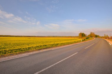 Sarı kolza tohumu tarlasında açık mavi gökyüzü, Letonya 'ya karşı bomboş bir otoyol. Idyllic kırsal kesim. Tarım, yakıt ve gıda sanayii, alternatif enerji, çevre koruma