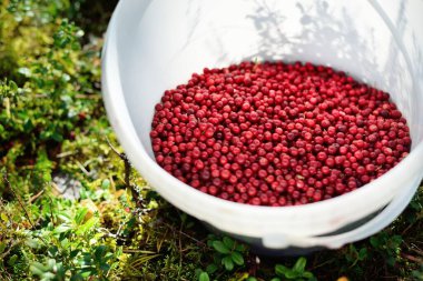 Kırmızı orman meyvelerinin (yaban mersini) bir kovada yakın çekimi. Soyut doğal desen, doku, arka plan, duvar kağıdı. Orman, çevre turizmi, bahçe işleri, tarım endüstrisi kavramları. Sağlıklı, vejetaryen, diyet yemekleri