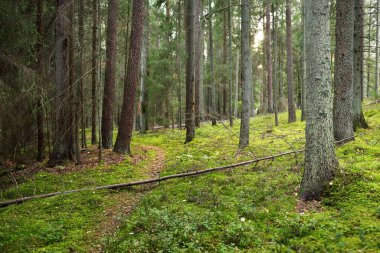 Sonsuz yeşil ormanın içinden geçen yol. Antik çam ve yaprak döken ağaçlar, yosun, eğrelti otu, bitkiler. Ilık güneş ışığı. Doğal dokular. Karanlık atmosferik manzara. Saf doğa, çevre, ekoloji, eko turizm