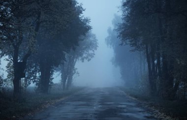 Rengarenk meşe, huş ağacı, akçaağaç ağaçları boyunca yeşil, turuncu, sarı, altın yapraklı eski asfalt köy yolu. Gizemli sabah sisi. Doğal tünel. Karanlık atmosferik sonbahar manzarası