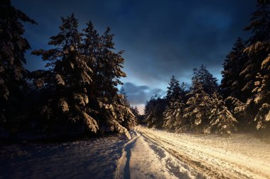 Gün batımında çimenlik çam ormanlarının içinden geçen karla kaplı köy yolu. Spruce ağaçları yakın plan. Dramatik alacakaranlık gökyüzü. Kırsal alan. Uzak yerler, tehlikeli sürüş, off road, kış lastikleri