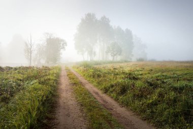 Gün doğumunda sisli bir havada yeşil ormanın içinden geçen boş bir kırsal yol (patika). Saf sabah ışığı. Letonya 'da sonbaharın başlarında. Sonbahar, mevsimler, yol gezisi, tatiller, eko turizm teması