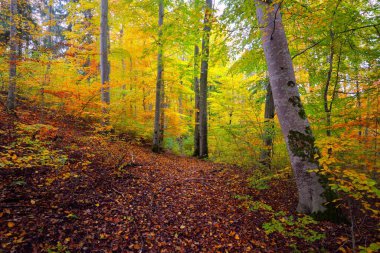 Kayın ağacı ormanlarının tepelerine giden yol. Güçlü ağaç gövdeleri, sarı, kırmızı, turuncu yapraklar. Idyllic sonbahar manzarası. Sonbahar mevsimi, ekoloji, doğa, çevre, eko-turizm, eğlence. Almanya