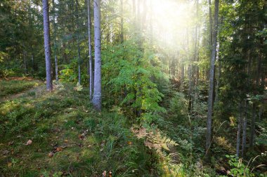 Ebedi yeşil ormanın resimli manzarası. Antik çam ve yaprak döken ağaçlar, yosun, eğrelti otu, bitkiler. Güneş ışığı. Doğal dokular. Karanlık atmosferik manzara. Saf doğa, çevre, ekoloji, eko turizm