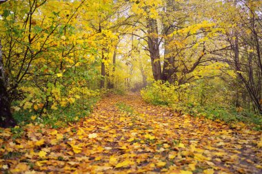 Ormandaki patika (kırsal yol, sokak). Renkli yeşil, sarı, turuncu, altın yapraklı yaprak döken ağaçlar. Dalların arasından güneş ışınları. Doğal tünel. Sonbahar, mevsimler, çevre
